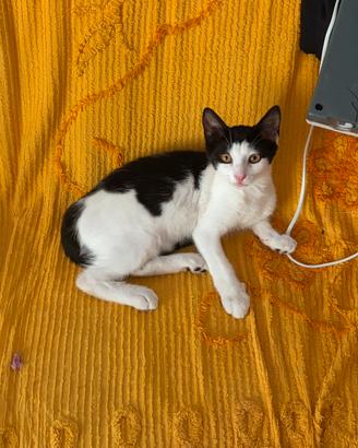 Gattino maschio bianco e nero Roma