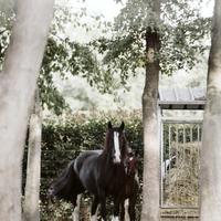 Cavallo 13 anni MEZZAFIDA Gipsy Vanner