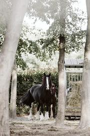 Cavallo 13 anni MEZZAFIDA Gipsy Vanner