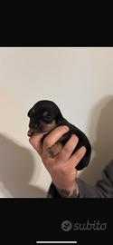 Cuccioli da borsetta taglia toy