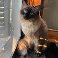 Ragdoll Mschio disponibile per accoppiamento
