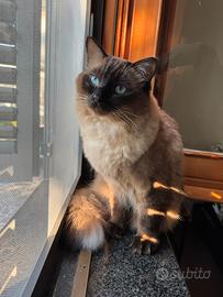 Ragdoll Mschio disponibile per accoppiamento
