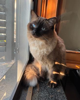 Ragdoll Mschio disponibile per accoppiamento
