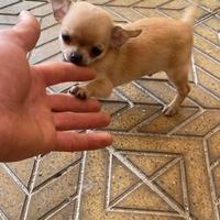 Cuccioli di chihuahua mini toy e toy