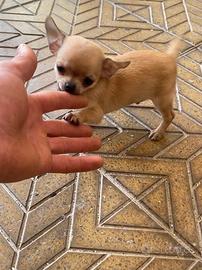 Cuccioli di chihuahua mini toy e toy