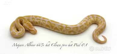 Pitone Reale Mojave Albino 66% het clown