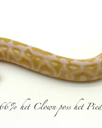Pitone Reale Mojave Albino 66% het clown