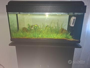 Acquario