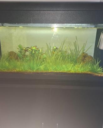 Acquario