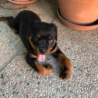Rottweiler