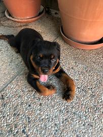 Rottweiler