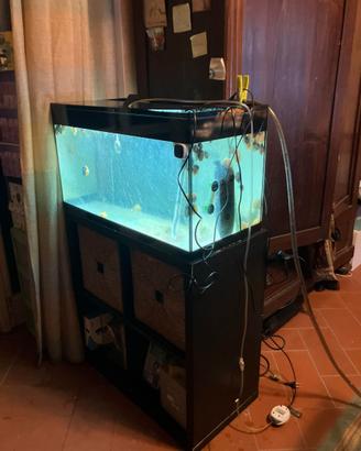 acquario askoll ultimo molto bello