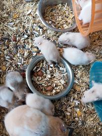 Criceto dorato europeo cuccioli