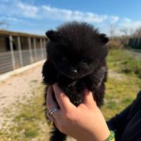 Spitz pomerania mini toy