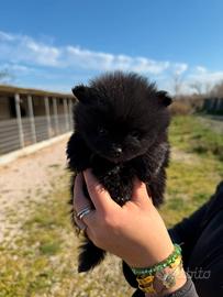 Spitz pomerania mini toy