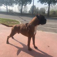 Disponibile Per accoppiamento