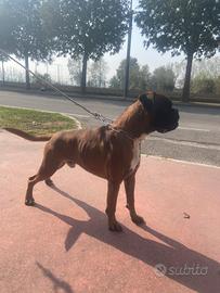 Disponibile Per accoppiamento