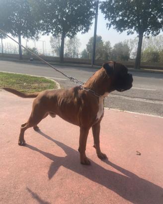 Disponibile Per accoppiamento