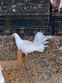 Coppie colombe bellissime