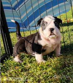 American bully pocket