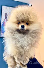 Spitz Pomerania Toy nano