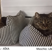 Coppia maschio/femmina