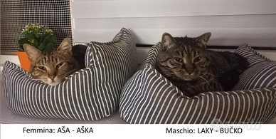 Coppia maschio/femmina