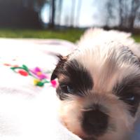 Shih-Tzu disponibili da maggio