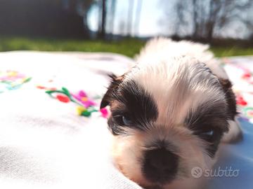 Shih-Tzu disponibili da maggio