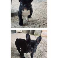 Cuccioli Bulldog Francese