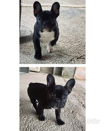 Cuccioli Bulldog Francese