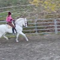 Lusitano dai 15 anni ai 20 ALTA SCUOLA o SPETTACOL