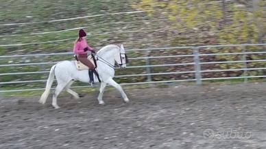 Lusitano dai 15 anni ai 20 ALTA SCUOLA o SPETTACOL