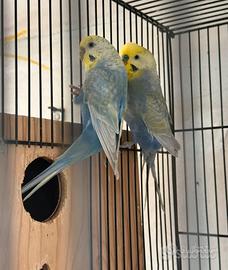 Coppia rainbow con gabbia e nido da 55 cova