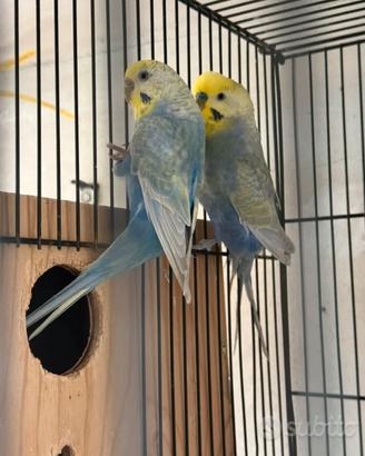 Coppia rainbow con gabbia e nido da 55 cova