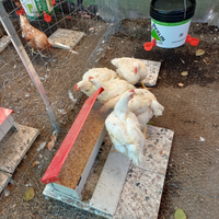 Vendita polli paesani