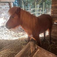 Pony maschio intero