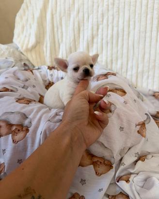 Chihuahua