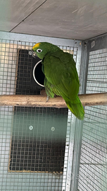 Amazzone Fronte Gialla