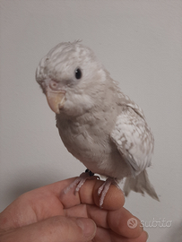 Calopsitte allevata a mano