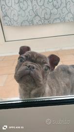 Cane bulldog francese