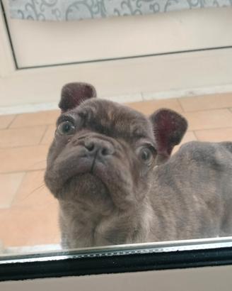 Cane bulldog francese