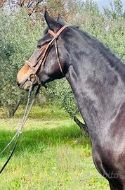 Cavalla maremmana ANAM