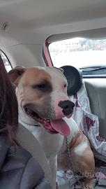 Amstaff per monta