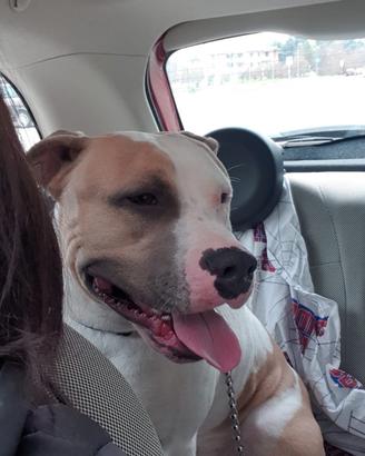 Amstaff per monta