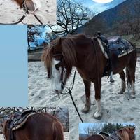 Cavalla derivata paint