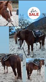 Cavalla derivata paint