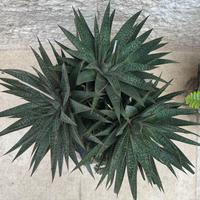 Gasteria pianta grassa