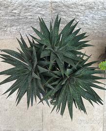 Gasteria pianta grassa