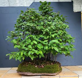 Bonsai boschetto carpini